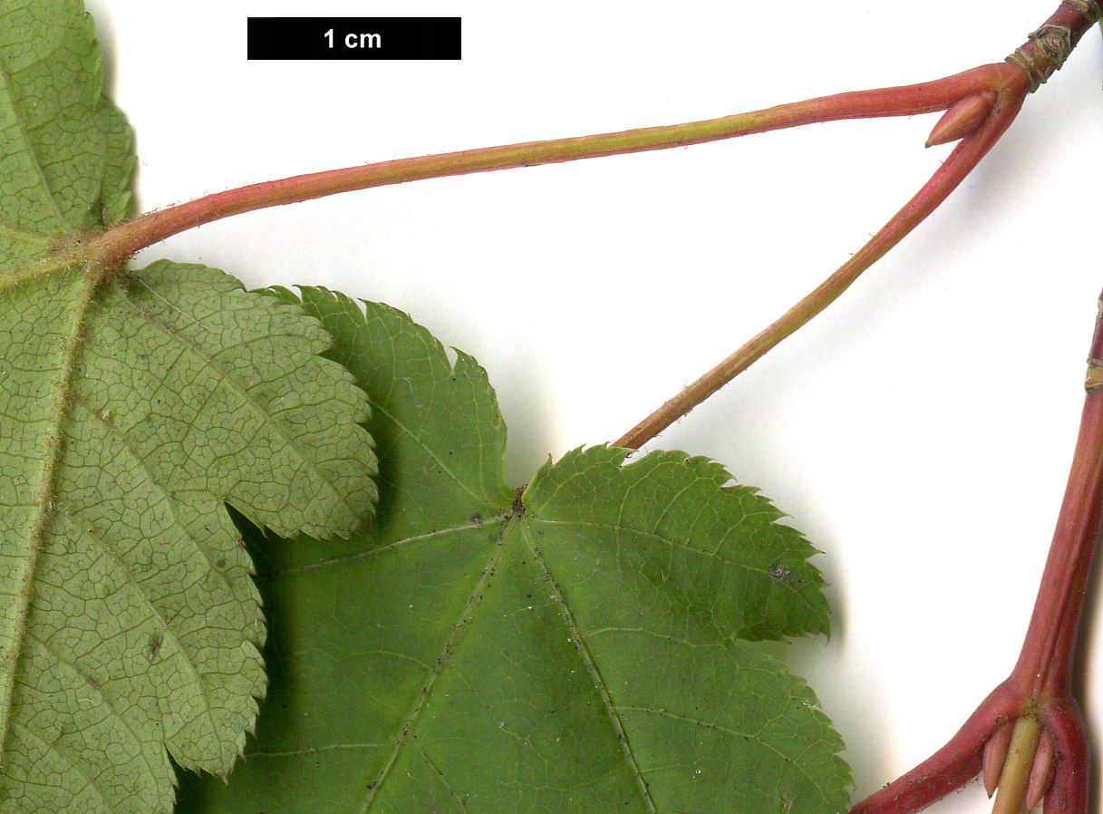 High resolution image: Family: Sapindaceae - Genus: Acer - Taxon: tschonoskii - SpeciesSub: subsp. koreanum